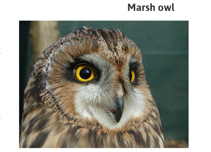 Marsh owl